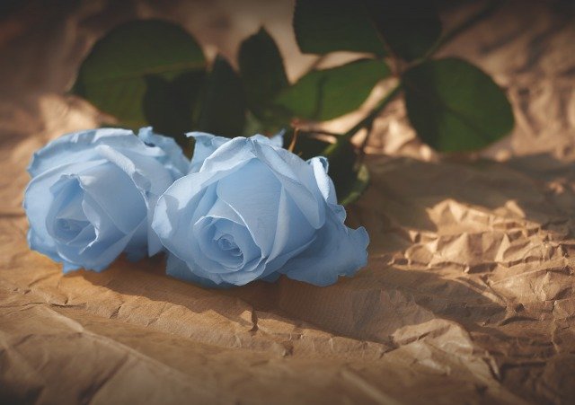 Couple de roses gays bleues